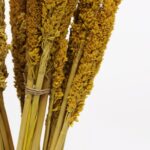 Cantal Grass Bunch - Amber - Image 6