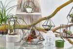 Glass Terrarium - Small Diamond - Image 5