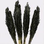 Cantal Grass Bunch - Black - Image 6