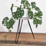 Albasia Wood Fish Stand - Whitewash - Image 4