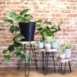 Set of 3 Gamell Wood Plant Stands - Whitewash - Image 6