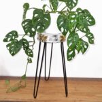 Albasia Wood Plant Stand - Whitewash - Image 2