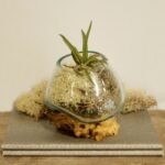 Molten Glass on Wood - Small Bowl - Image 5