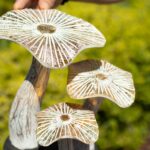 Medium Golden Mushroom Art - 25cm - Whitewash - Image 4