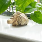 Handmade Parasite Wood Art Carving - Ocean Guarding Octopus - Image 4
